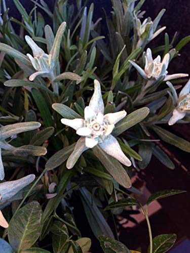 Edelweiss & genciana - set de semillas con las dos flores alpinas probablemente más famosas