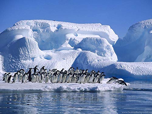 FAWFAW Rompecabezas Niños Y Adultos 1500 Piezas, Pingüinos Glaciares Árticos, 1500/1000/500 Piezas, Brain Challenge Jigsaw Puzzle Games