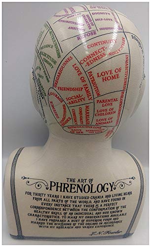 F&G Supplies Maravillosa cabeza de cerámica agrietada grande para tatuajes de frenología – Una divertida versión moderna del arte victoriano de la frenología de 30 cm de alto.