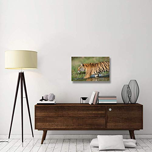 Global Gallery Lienzo Decorativo con diseño de Tigre Siberiano Caminando a través de un río Poco Profundo, 76,2 x 50,8 cm