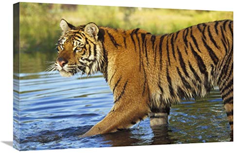 Global Gallery Tigre Siberiano Caminando a través de un río Poco Profundo, Asia-Canvas Art 76 cm x 51 cm