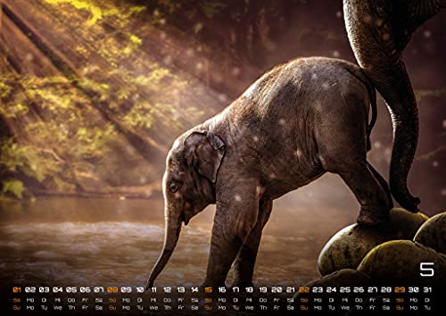 Africa's Wildlife - The Animal Calendar - 2022 - Calendario DIN A3