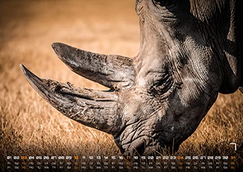 Africa's Wildlife - The Animal Calendar - 2022 - Calendario DIN A3