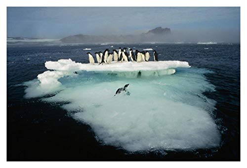 Artworks Italia Adelie Penguin - Rollo de Hielo de Verano (38 x 66 cm), diseño de pingüino en la Isla de Posesión, Isla de Ross, mar de Ross, Papel de la Antártida