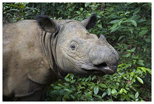 Artworks Italia Sumatran Rhinoceros, Santuario de Rinoceronte Sumatran, Parque Nacional de Camino Kambas, Arte de Papel de Indonesia, 62 x 42 Pulgadas