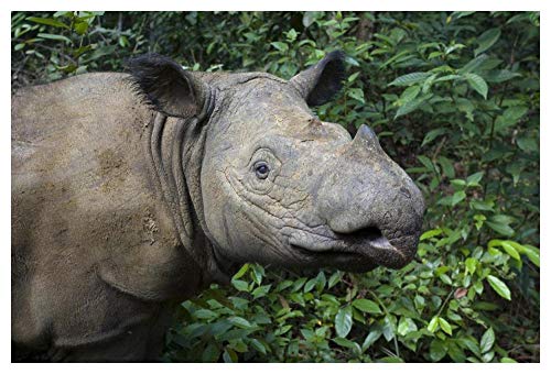 Artworks Italia Sumatran Rhinoceros, Santuario de Rinoceronte Sumatran, Parque Nacional de Camino Kambas, Indonesia-Paper Art 50"x86"