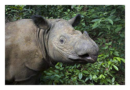 Artworks Italia Sumatran Rhinoceros, Santuario de Rinoceronte Sumatran, Parque Nacional de Camino Kambas, Indonesia-Paper Art 66 x 46 cm