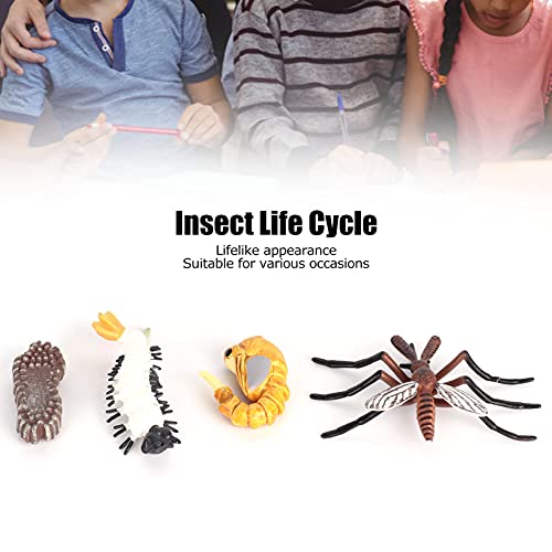 Ciclo de Vida de los Insectos, Ciclos de Crecimiento Animal Establo Práctico para Proyectos Escolares para la Educación(Mosquito M4184 (31,6 g))