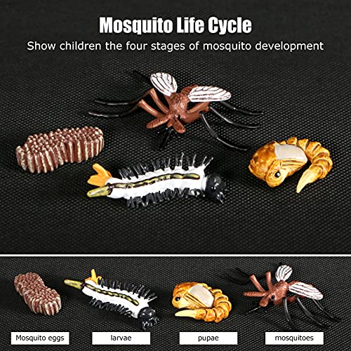 Ciclo de Vida de los Insectos, Ciclos de Crecimiento Animal Establo Práctico para Proyectos Escolares para la Educación(Mosquito M4184 (31,6 g))