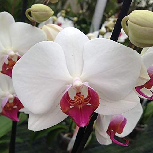 Florclick-Planta Orquídea Phalaenopsis blanca natural lista para regalar, envío GRATIS
