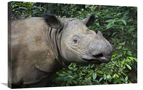 Global Gallery Sumatran Rhinoceros, Santuario de rinocerontes de Sumatran, Parque Nacional de Camino Kambas, Indonesia-Lienzo Arte 30"x20"