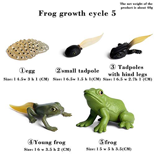 Modelo de ciclo de vida, rana, simulación de ciclo de crecimiento animal, figuras de animales, juguetes biológicos, modelo de ciencia, modelo de crecimiento, modelo para niños, juguete educativo