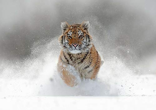 Perfect Poster - Póster (tamaño A4), diseño de tigre siberiano en la nieve