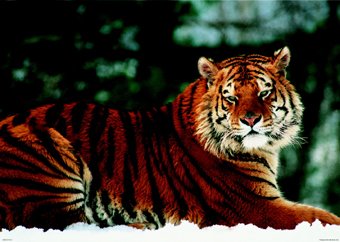 Póster de tigre siberiano, gran póster laminado con tamaños aproximados de 86,5 x 61 cm o 91,5 x 61 cm