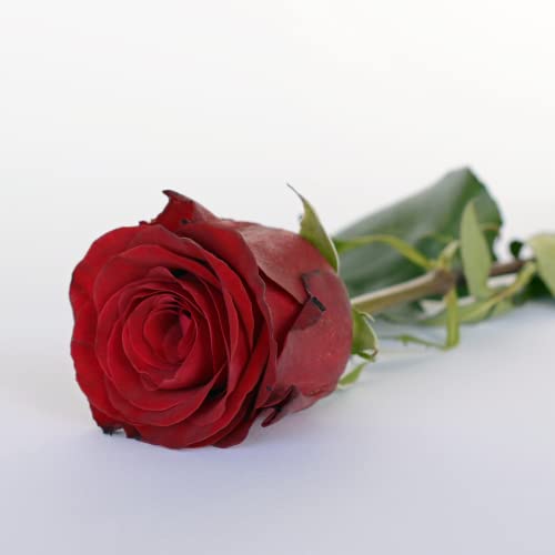 Rosa Roja Individual | Rosa roja adornada para regalo | Regalo romántico ideal para regalo | flores naturales