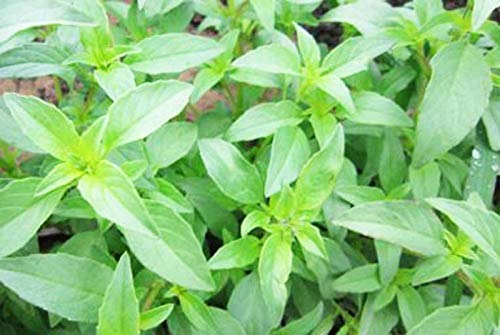 "Semillas de plantas de citronela Semillas repelentes de mosquitos de hierba dulce Mozzie Buster 30+ para la siembra de jardines de jardín