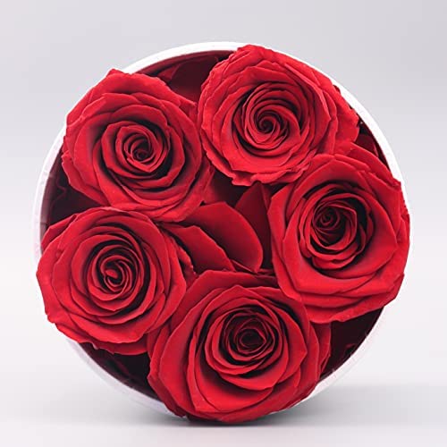 Yamonic 5 Rosas Reales Que durarán de 2 a 3 años, Regalo de Caja de Rosas para Ella, Idea cumpleaños, Regalos de San Valentín para Ella - Rosa roja, Caja Blanca