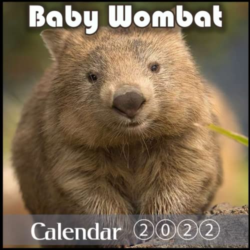 Baby Wombat 2022 Calendar: Cute Gift Idea For Bebe Wombat Lovers, With Major Holidays, 12 Month