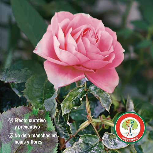 Bayer Garden - Fungicida amplio espectro especial contra el oídio del rosal, 500ml