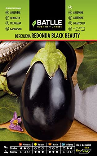 Berenjena REDONDA Black Beauty