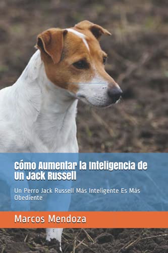 Cómo Aumentar la Inteligencia de Un Jack Russell: Un Perro Jack Russell Más Inteligente Es Más Obediente