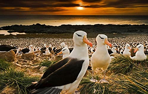LHJOY Puzzles 1000 Piezas Adultos Albatros De Ceja Negra Pájaro 75X50Cm