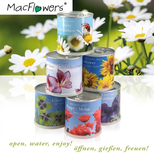 MacFlowers Extragifts Flores en lata – Edelweiss Austria/Austria