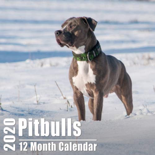 Pitbulls Small Calendar 2020: Cute Pitbull Photos Mini Monthly Calendar With Inspiritional Quotes each Month | Small Size 8.5x8.5 inches