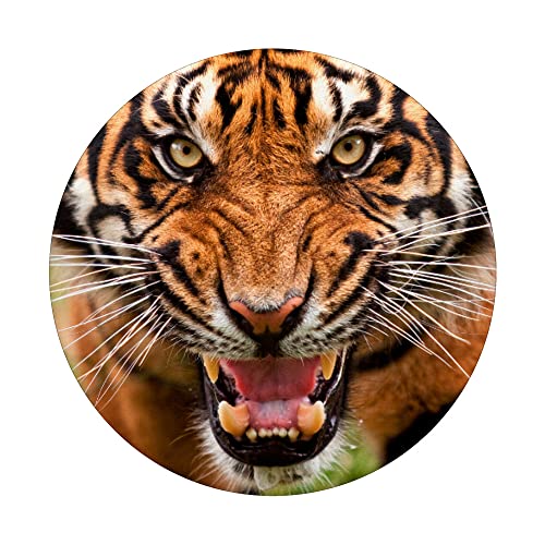 Tigre Animales de Vida Silvestre Tigre de Bengala Siberiano de Sumatra Tiger PopSockets PopGrip Intercambiable