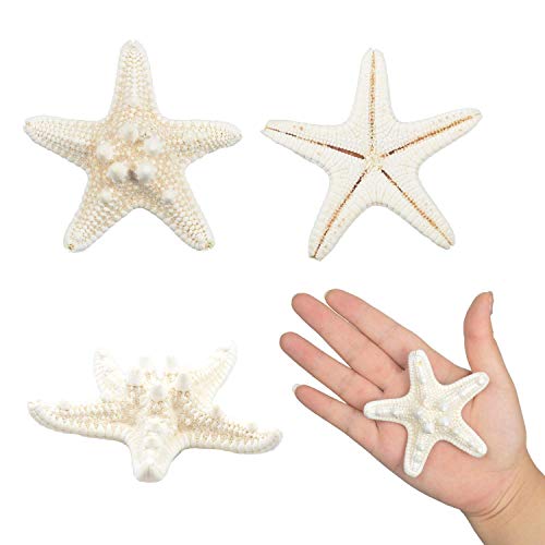 Yixuan 10PCS Estrellas de mar Estrella de mar Natural Estrella de mar Decoracion Molde Estrella mar decoración de Bodas/Fiesta temática en la Playa/Decoraciones para el hogar/Bricolaje