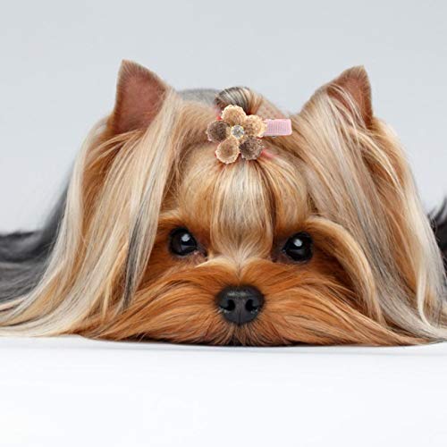 Accesorios para la cabeza del perro mascota, 10 Uds., Horquilla floral, horquilla para el pelo, accesorios para el cuidado del pelo para perros pequeños y bonitos para mascotas, suministros para fiest