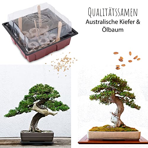 Bonsai Kit incl. eBook GRATUITO - Set de plantas con mini invernadero, semillas y suelo - idea de regalo sostenible para los amantes de las plantas (Semillas: Olivo + Pino Australiano)