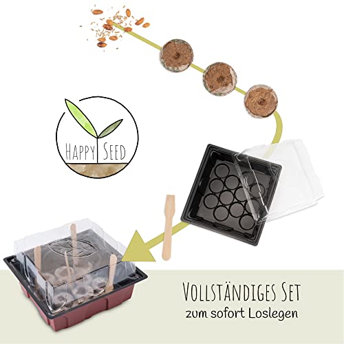Bonsai Kit incl. eBook GRATUITO - Set de plantas con mini invernadero, semillas y suelo - idea de regalo sostenible para los amantes de las plantas (Semillas: Olivo + Pino Australiano)