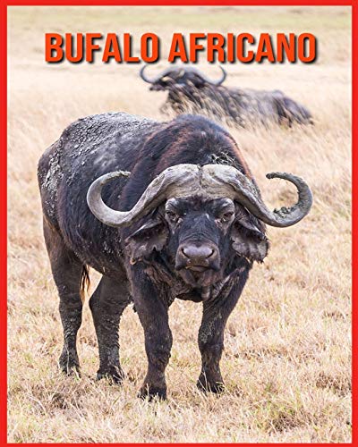 Bufalo Africano: Foto stupende e fatti divertenti Libro sui Bufalo Africano per bambini