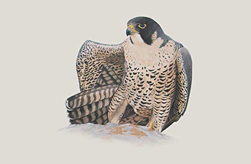 Caja artesana decorada"Peregrino", Halcón peregrino (Falco peregrinus), Peregrine falcon