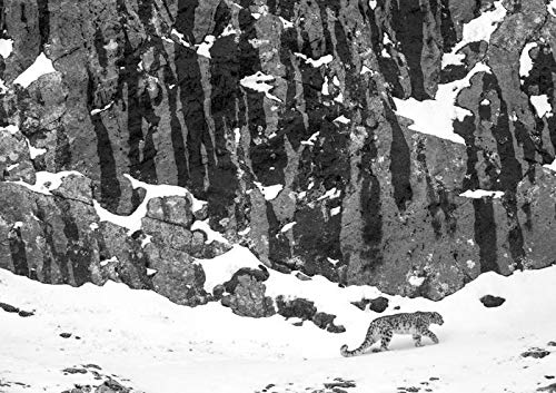 El leopardo de las nieves: o la promesa de lo invisible (VARIOS)