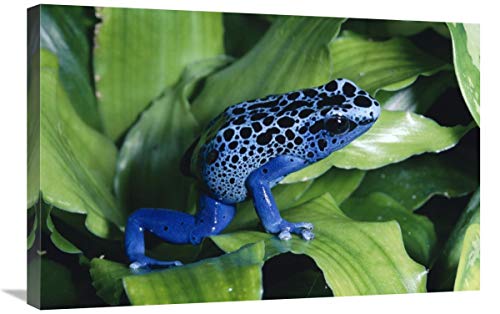 Global Gallery Blue Poison Dart Frog Muy pequeña Rana usada por tribus Indias para envenenar Puntas de Flechas, nativa de Sudamérica-Lienzo Arte de 30 x 20 Pulgadas