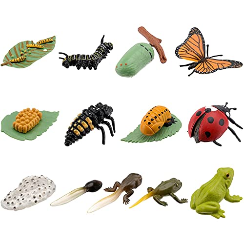 Jdeijfev 3 Juegos de Figuras de Insectos Ciclo de Vida de Mariposa Rana Mariquita SafariologíA Ciclo de Crecimiento Modelo Juguete Educativo