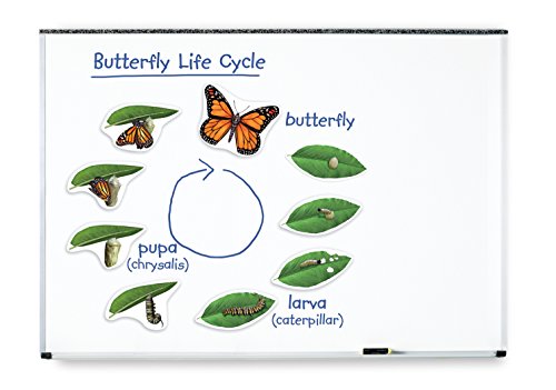 Learning Resources- Ciclo de Vida de Mariposa magnético Gigante, Color (LER6043)