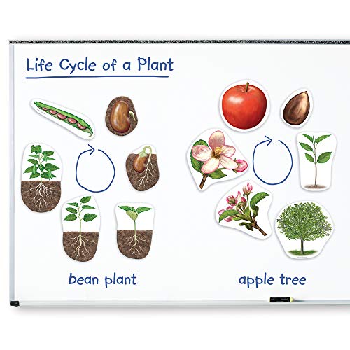 Learning Resources- Ciclo de Vida de Plantas magnético Gigante, Color (LER6045)