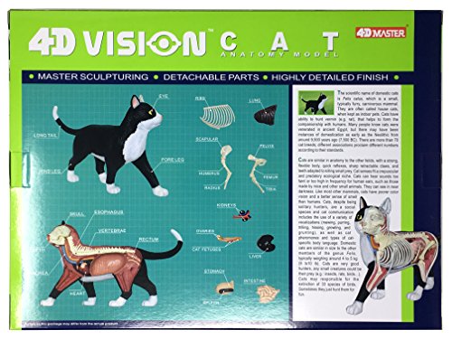 Modelo 4D Vision Cat Anatomy
