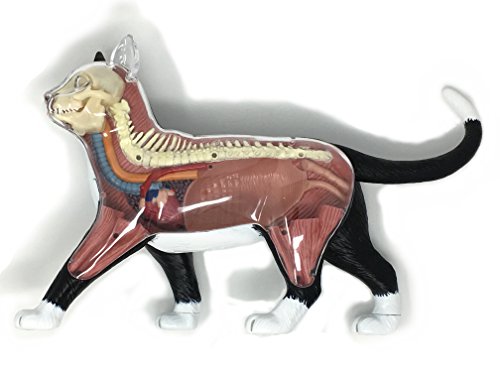 Modelo 4D Vision Cat Anatomy