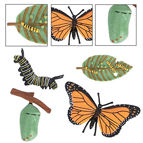 NPTGLYQW Ciclo de vida de insectos, ciclo de vida, mariposas, crecimiento, modelo, evolución, modelo evolución, modelo mariposa, ciclo de vida, números para niños, 1 juego (mariposa)