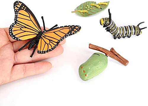 NPTGLYQW Ciclo de vida de insectos, ciclo de vida, mariposas, crecimiento, modelo, evolución, modelo evolución, modelo mariposa, ciclo de vida, números para niños, 1 juego (mariposa)
