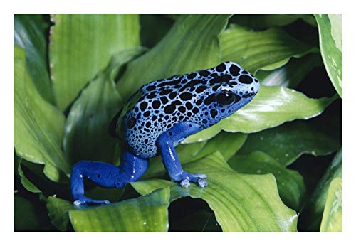 Obras de Arte Italia Blue Poison Dart Frog muy pequeña rana utilizada por las tribus indias para envenenar las puntas de flechas, nativa de América del Sur-Art-26"x18"