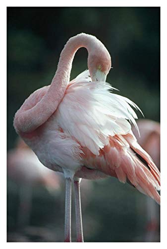 Obras de Arte Italia Greater Flamingo preening, Isla Rabida, Islas Galápagos, Ecuador-Arte de papel-26"x38"