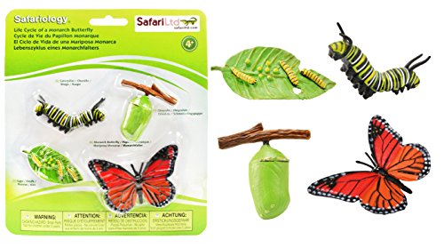 Safari 622616 Ciclo de vida de un Monarchfolter