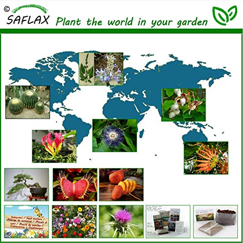 SAFLAX - Pequeño flamboyan - 10 semillas - Caesalpinia pulcherrima