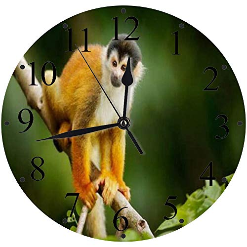 Silencioso Wall Clock Decoración de hogar de Reloj de Redondo,Ardilla Macho Capuchino Mono Piel Saimiri Sentado Animales Fauna Silvestre Naturaleza,para Hogar, Sala de Estar, el Aula