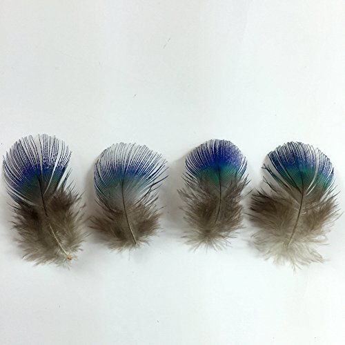 Sowder 50 plumas de plumaje de pavo real azul de 1-3 pulgadas decoración de boda del hogar